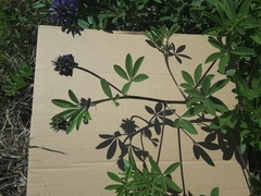 Pediomelum cuspidatum