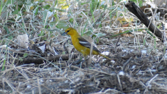 Icterus bullockii × galbula