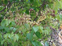 Syringa reticulata