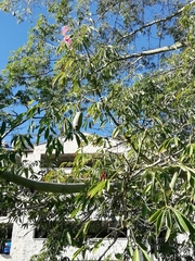 Ceiba