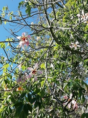 Ceiba