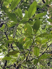 Ocotea pittieri