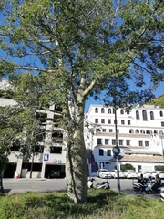 Ceiba