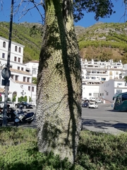 Ceiba