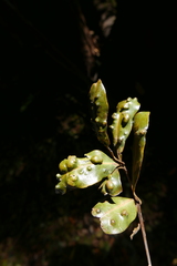 Aceria barbujanae