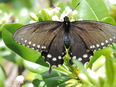 Battus philenor hirsuta