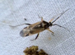 Harpocera thoracica