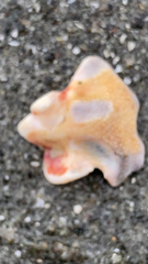 Tonnoidea