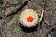 Calostoma ravenelii ravenelii
