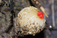 Calostoma ravenelii ravenelii