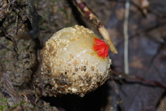 Calostoma ravenelii ravenelii