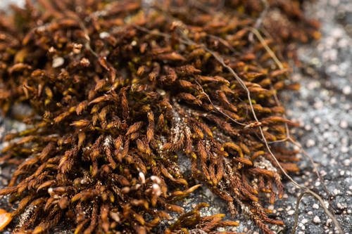 Andreaea rupestris