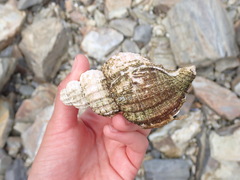 Fusitriton oregonensis