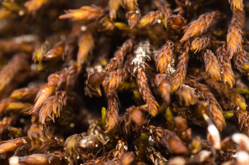 Andreaea rupestris