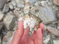 Fusitriton oregonensis