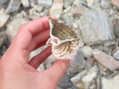 Fusitriton oregonensis