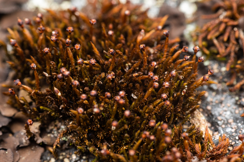 Andreaea rupestris