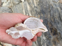 Fusitriton oregonensis