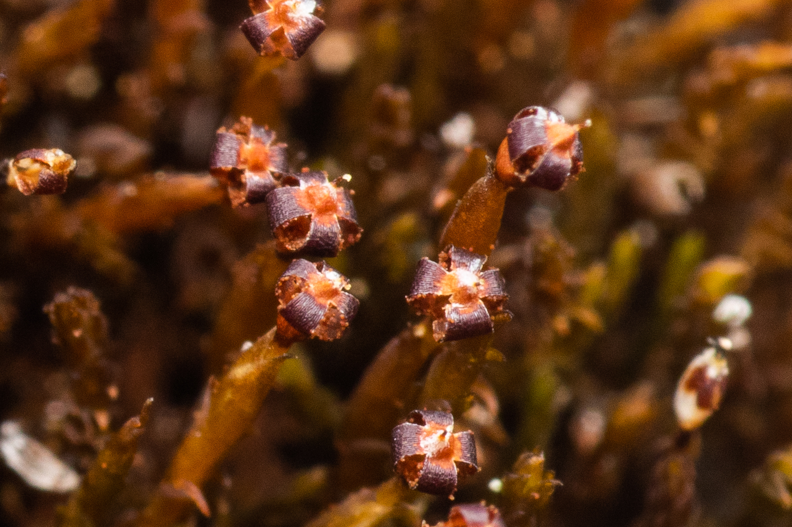 Andreaea