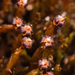 Black Rock Moss - Photo (c) Jason Headley, some rights reserved (CC BY-NC), uploaded by Jason Headley