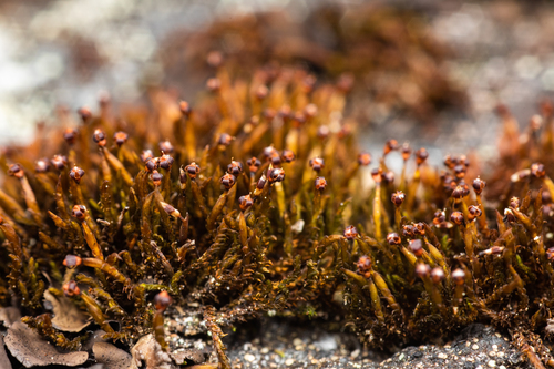 Andreaea rupestris