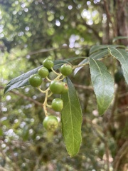 Vaccinium consanguineum
