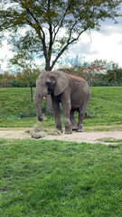 Elephantidae