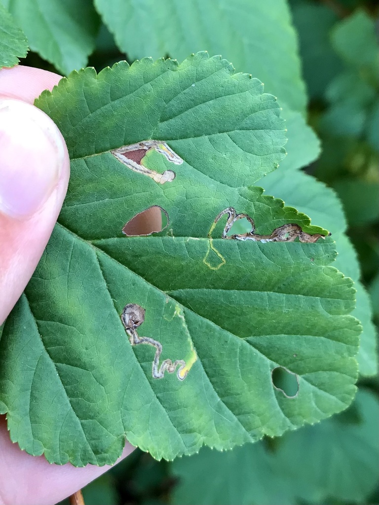 Stigmella corylifoliella
