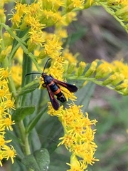 Synanthedon sapygaeformis