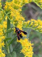 Synanthedon sapygaeformis