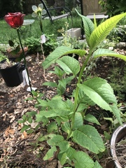 Monarda × medioides