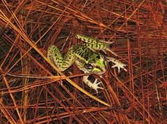 Lithobates lenca