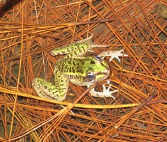 Lithobates lenca