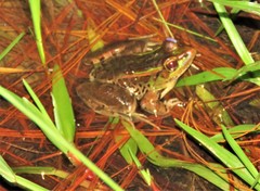 Lithobates lenca