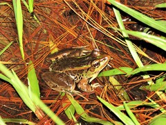 Lithobates lenca