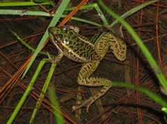 Lithobates lenca