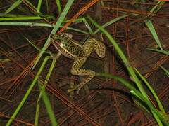 Lithobates lenca