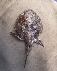 Halieutichthys aculeatus