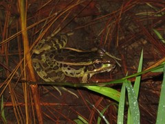 Lithobates lenca