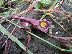 Aristolochia foetida