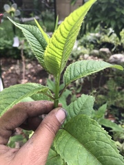 Monarda × medioides