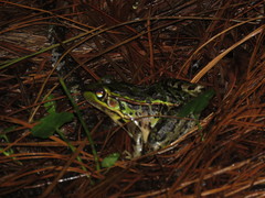 Lithobates lenca