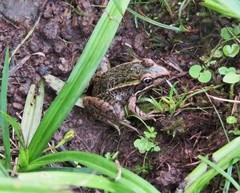 Lithobates lenca