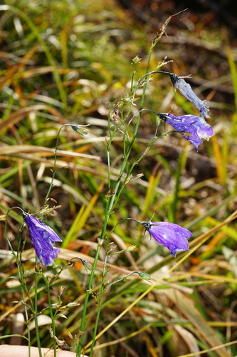 Campanula baumgartenii, photograph 4