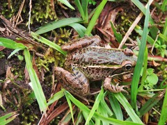 Lithobates lenca