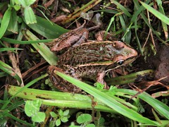 Lithobates lenca