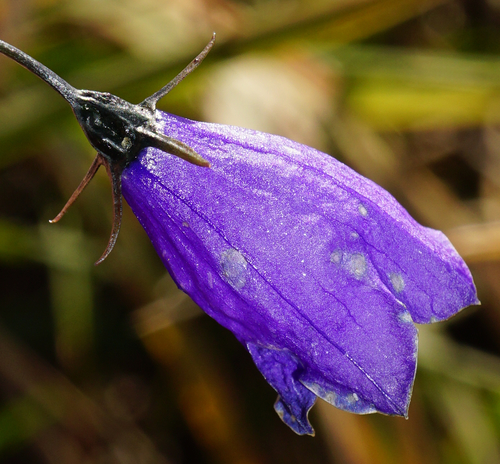 Campanula baumgartenii, photograph 6