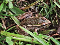 Lithobates lenca
