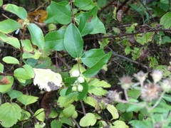 Symphoricarpos albus