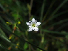 Gentiana panthaica